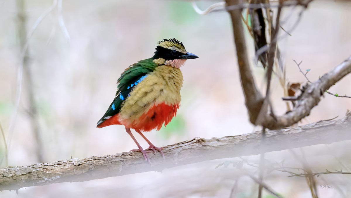 African Pitta - ML628101070