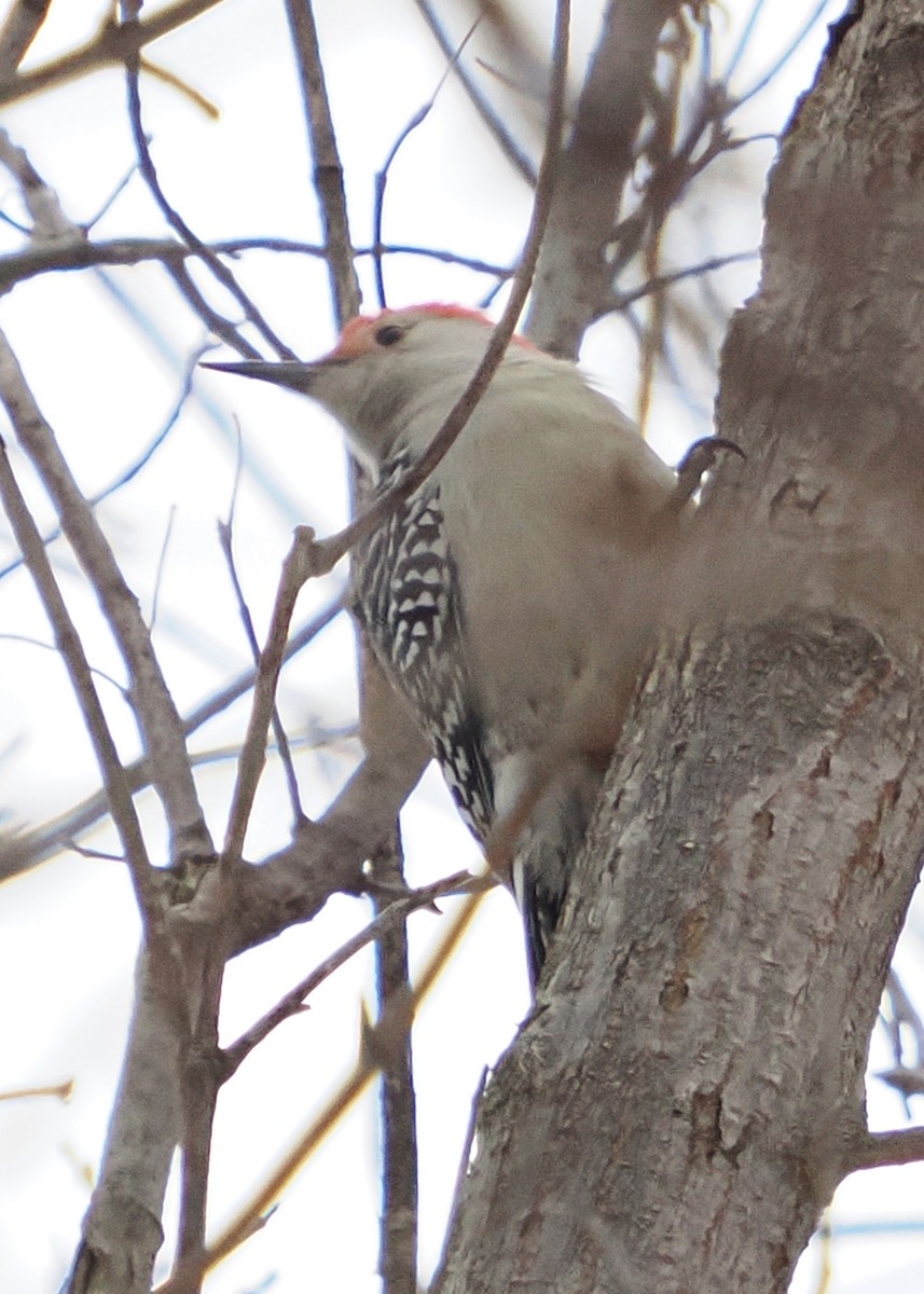 Red-bellied Woodpecker - ML628101129