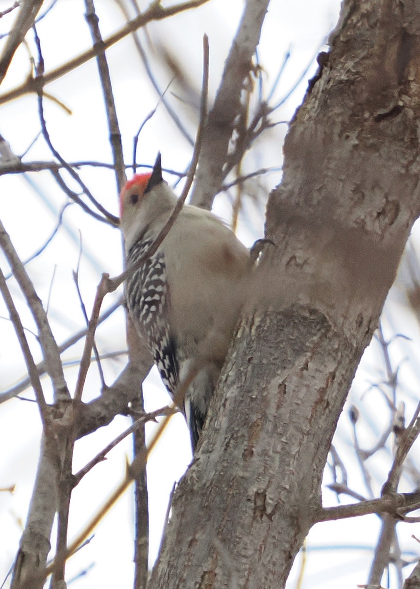 Red-bellied Woodpecker - ML628101130