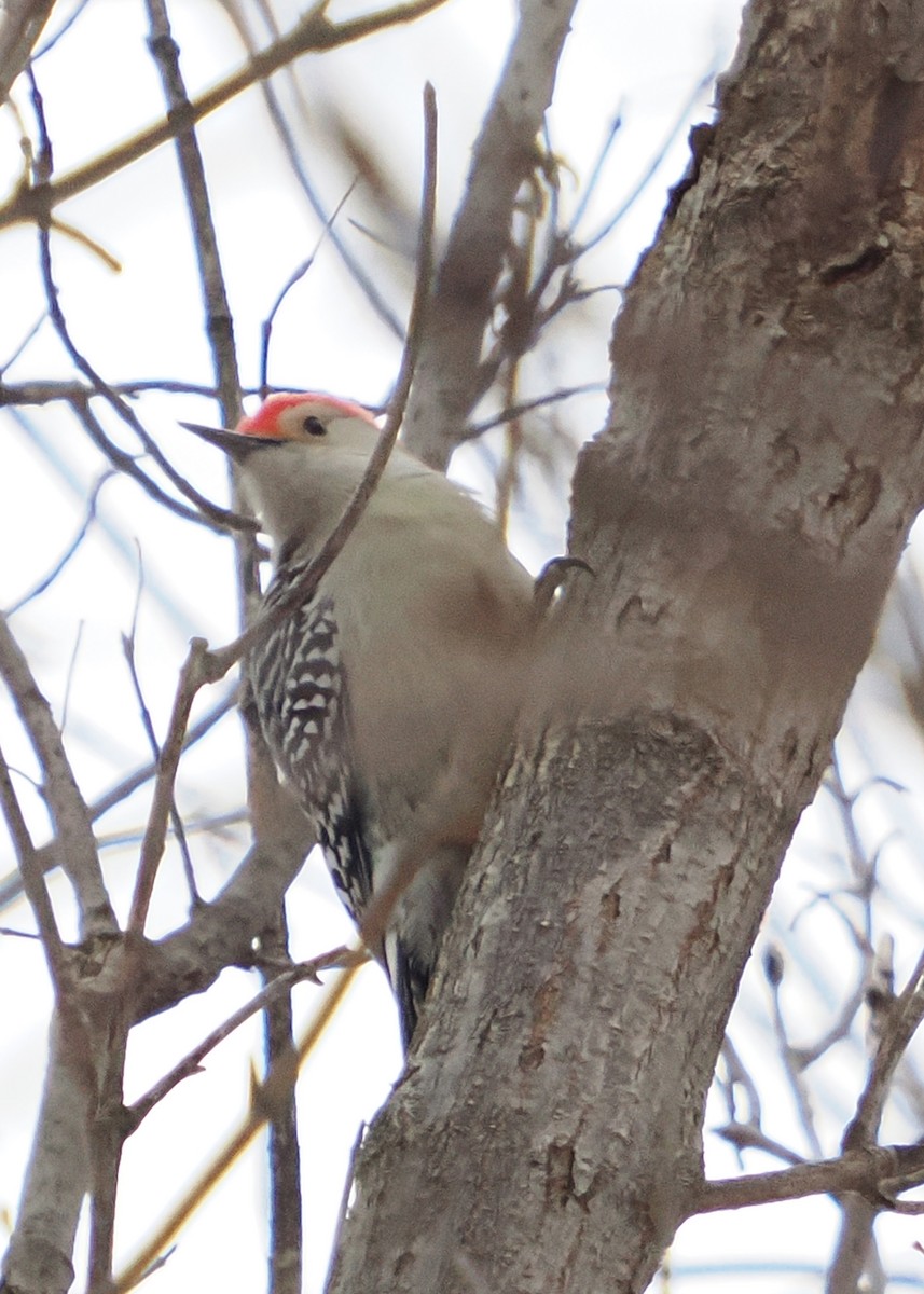 Red-bellied Woodpecker - ML628101131