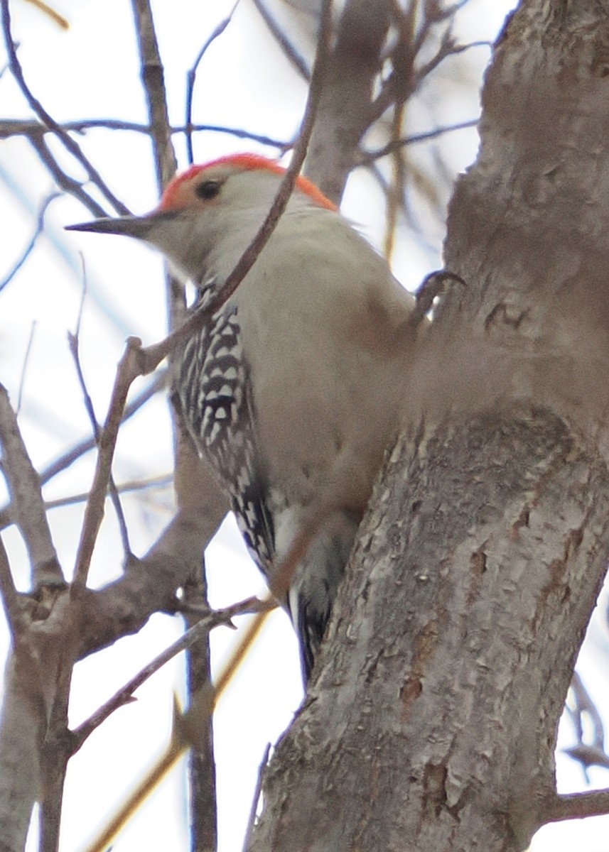 Red-bellied Woodpecker - ML628101132