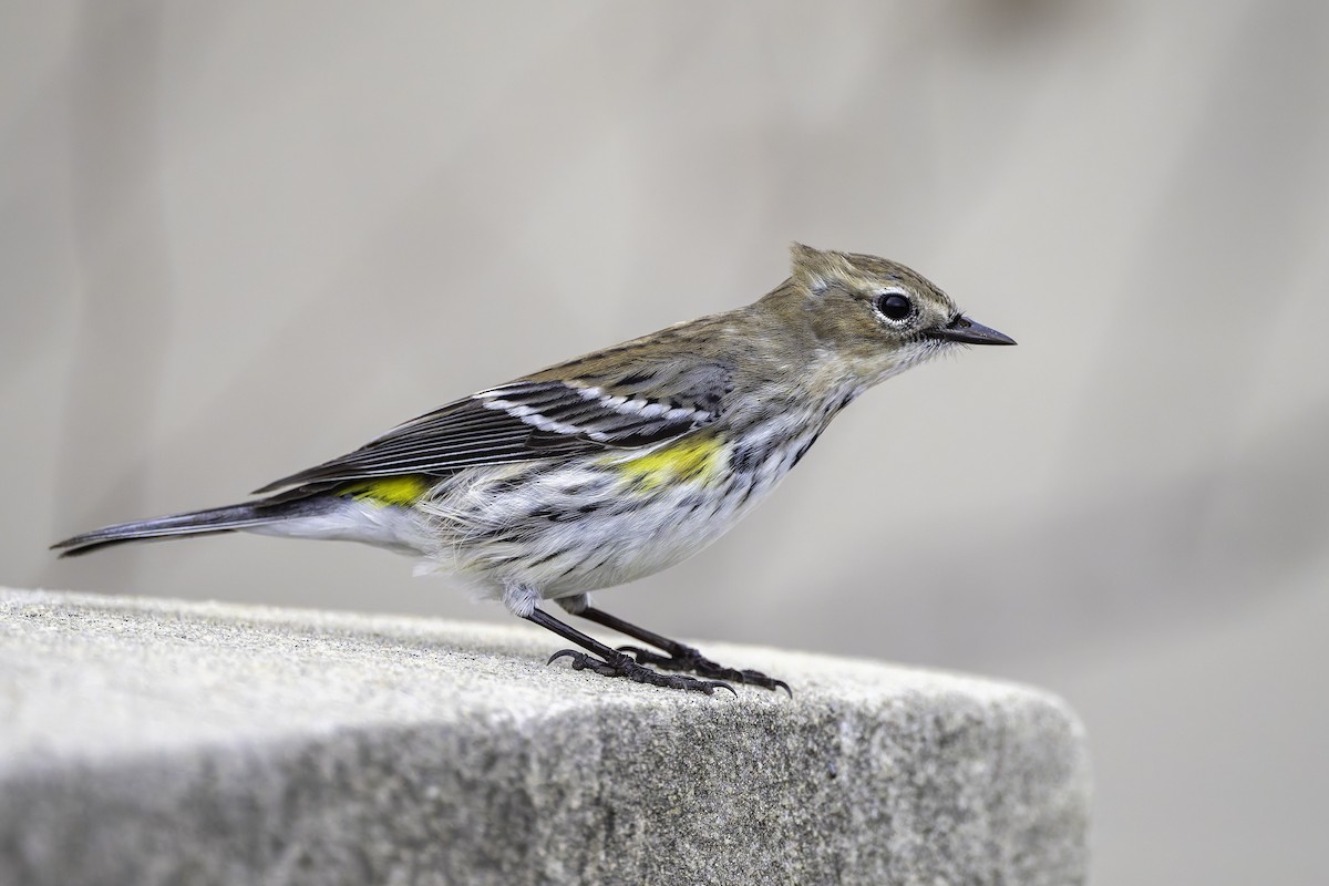 Yellow-rumped Warbler - ML628101164