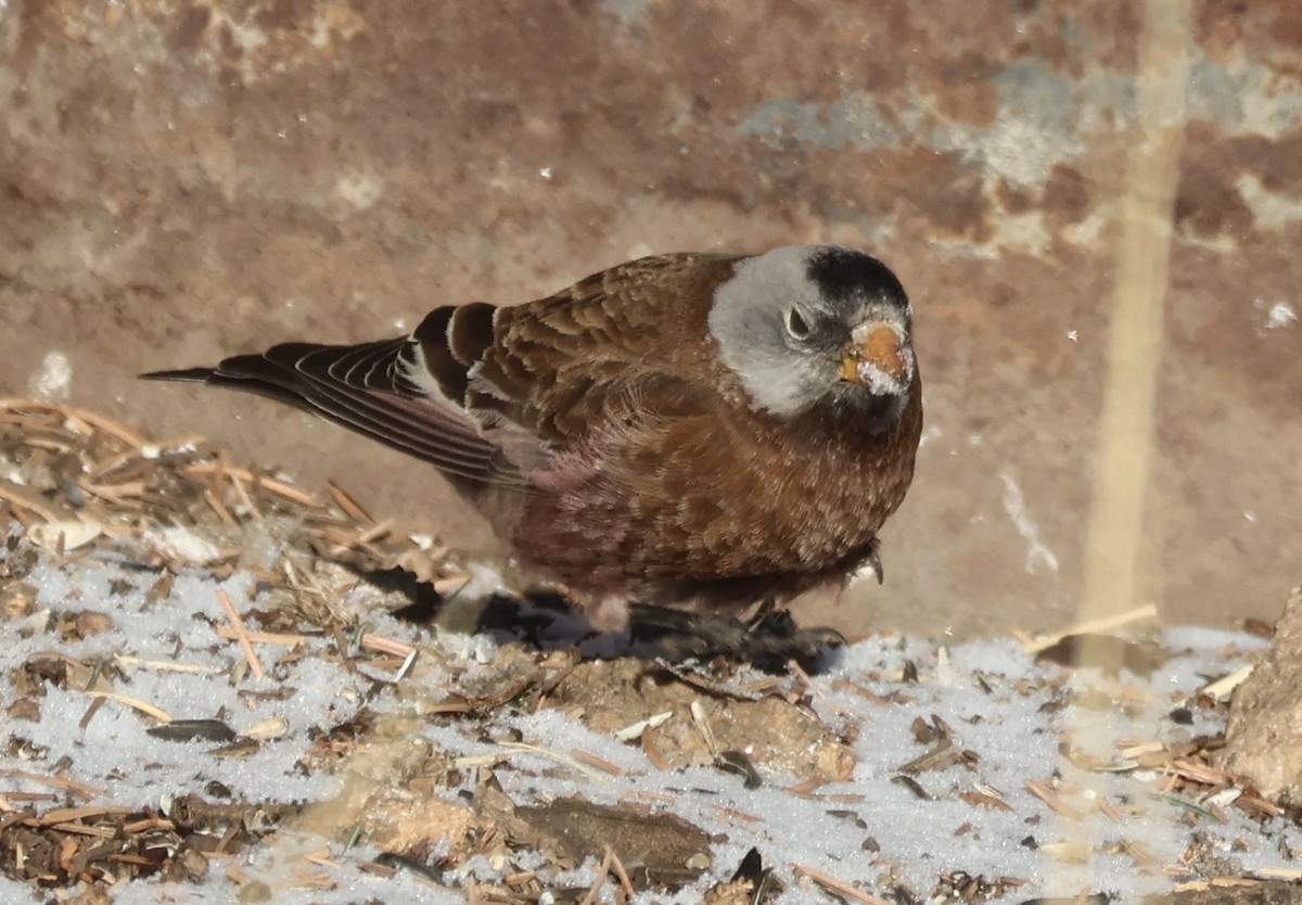 Gray-crowned Rosy-Finch (Hepburn's) - ML628101216
