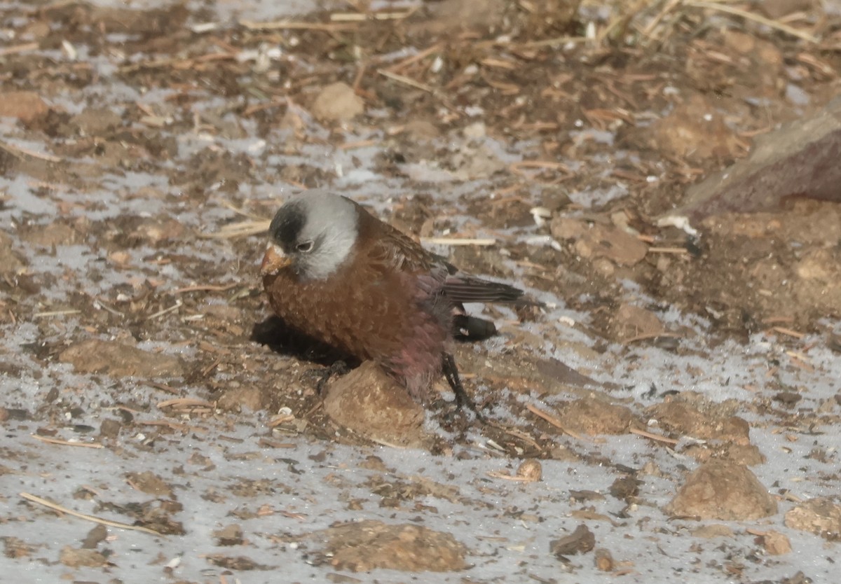 Gray-crowned Rosy-Finch (Hepburn's) - ML628101217