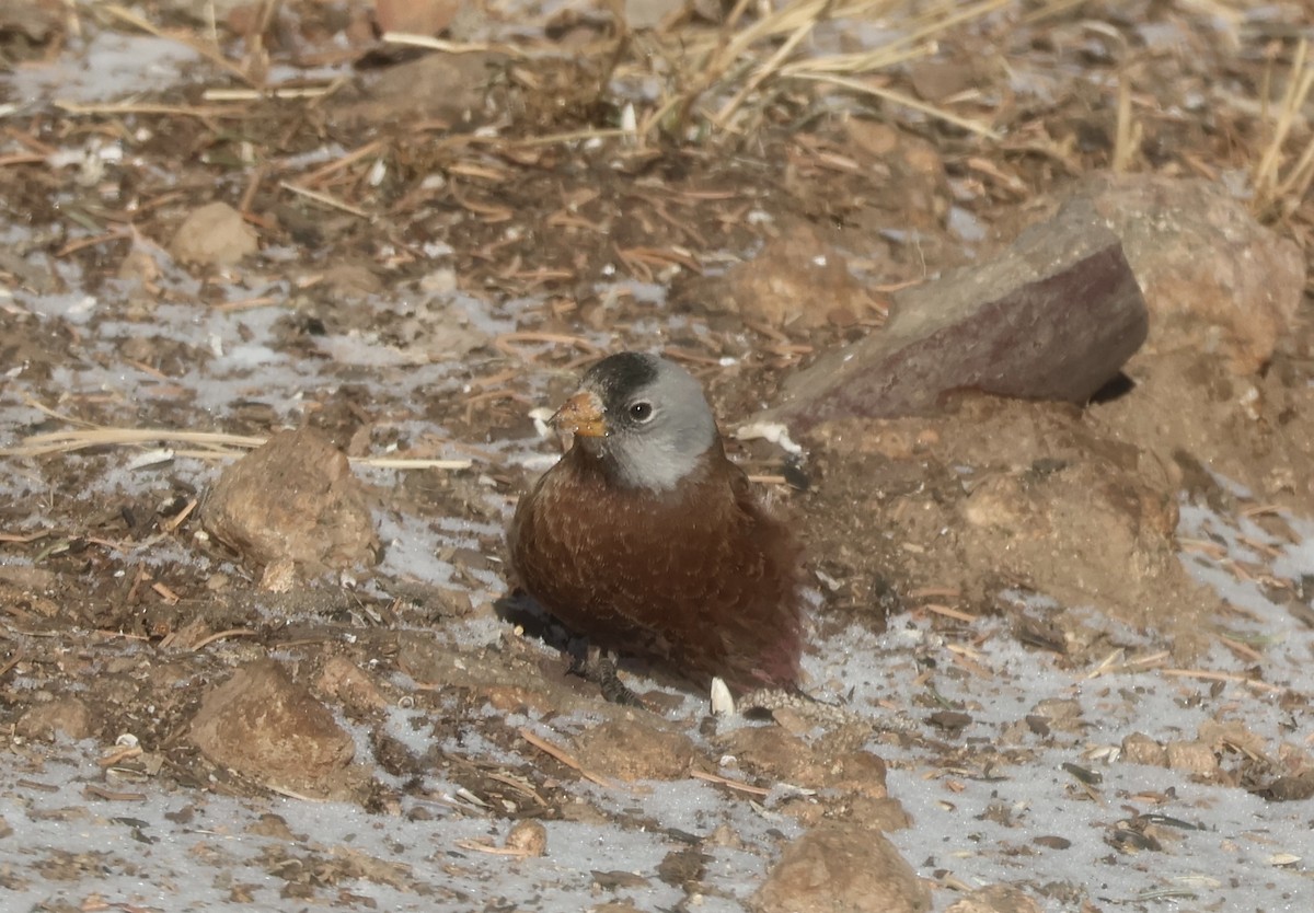 Gray-crowned Rosy-Finch (Hepburn's) - ML628101218