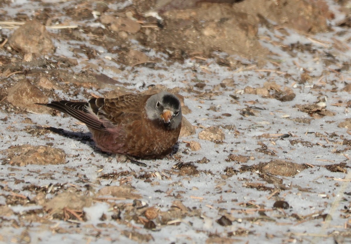 Gray-crowned Rosy-Finch (Hepburn's) - ML628101220