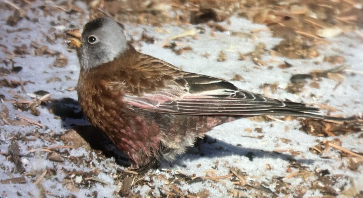 Gray-crowned Rosy-Finch (Hepburn's) - ML628101221