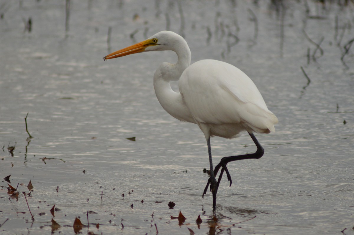 Great Egret - ML628101245