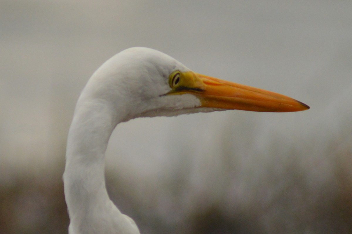 Great Egret - ML628101246