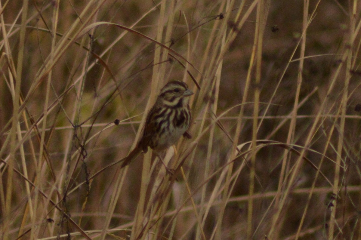 Song Sparrow - ML628101264