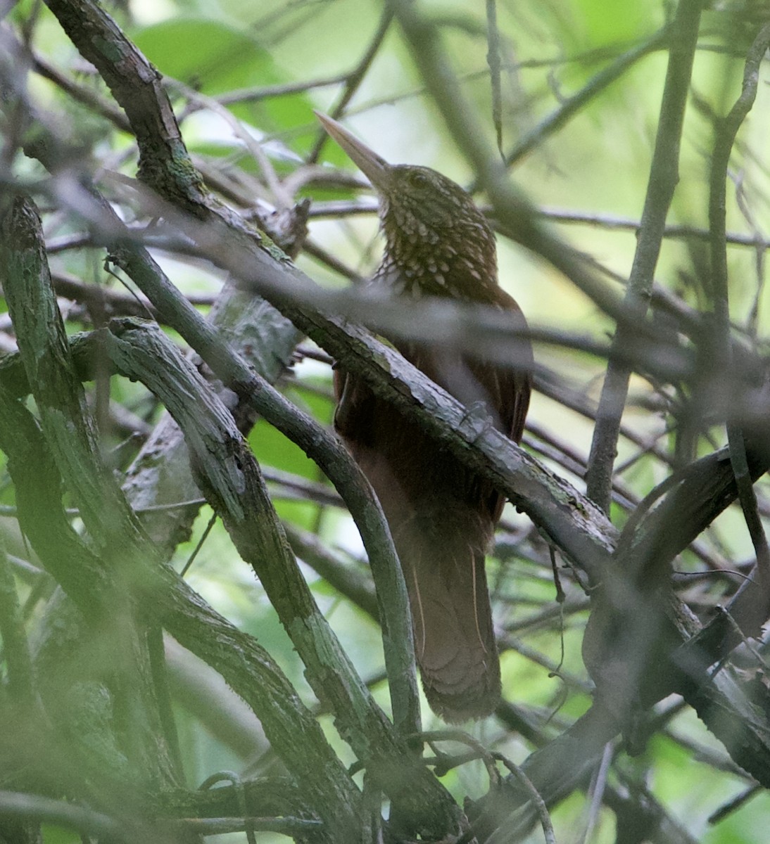 Straight-billed Woodcreeper - ML628101306