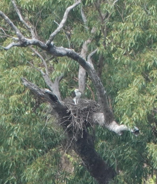 Flores Hawk-Eagle - ML628101349