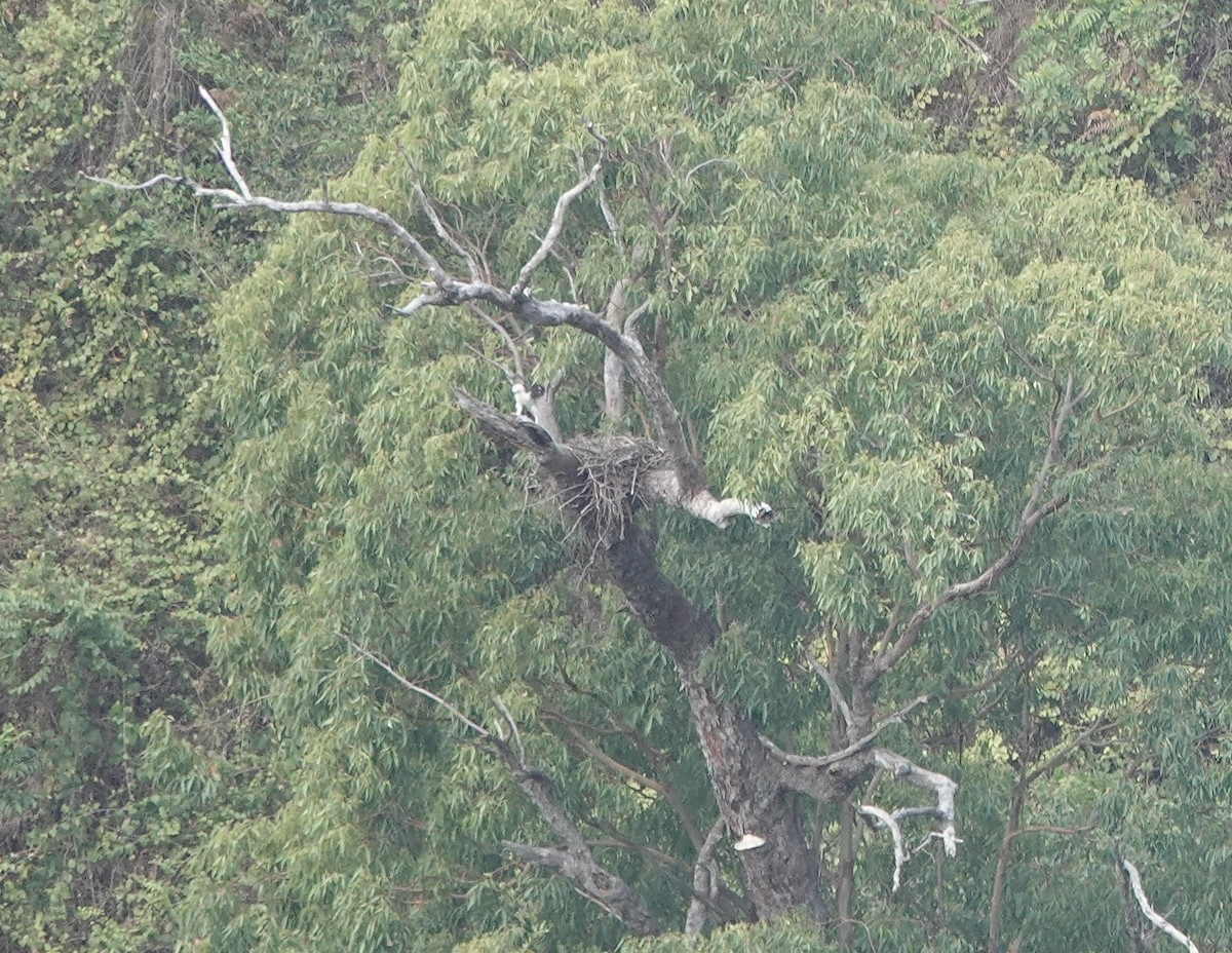 Flores Hawk-Eagle - ML628101351