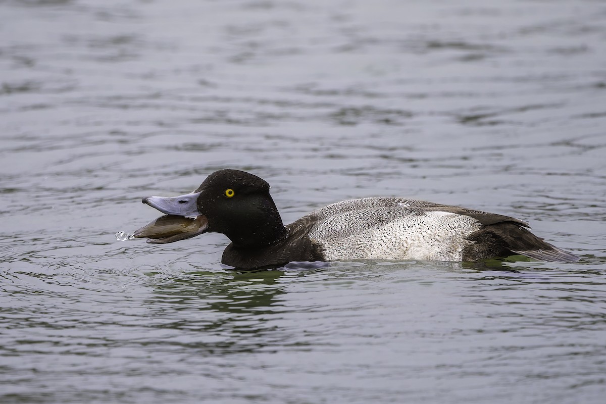 Lesser Scaup - ML628101448