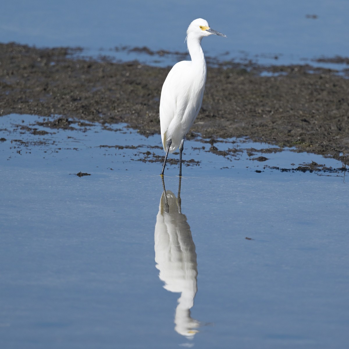 Snowy Egret - ML628101542