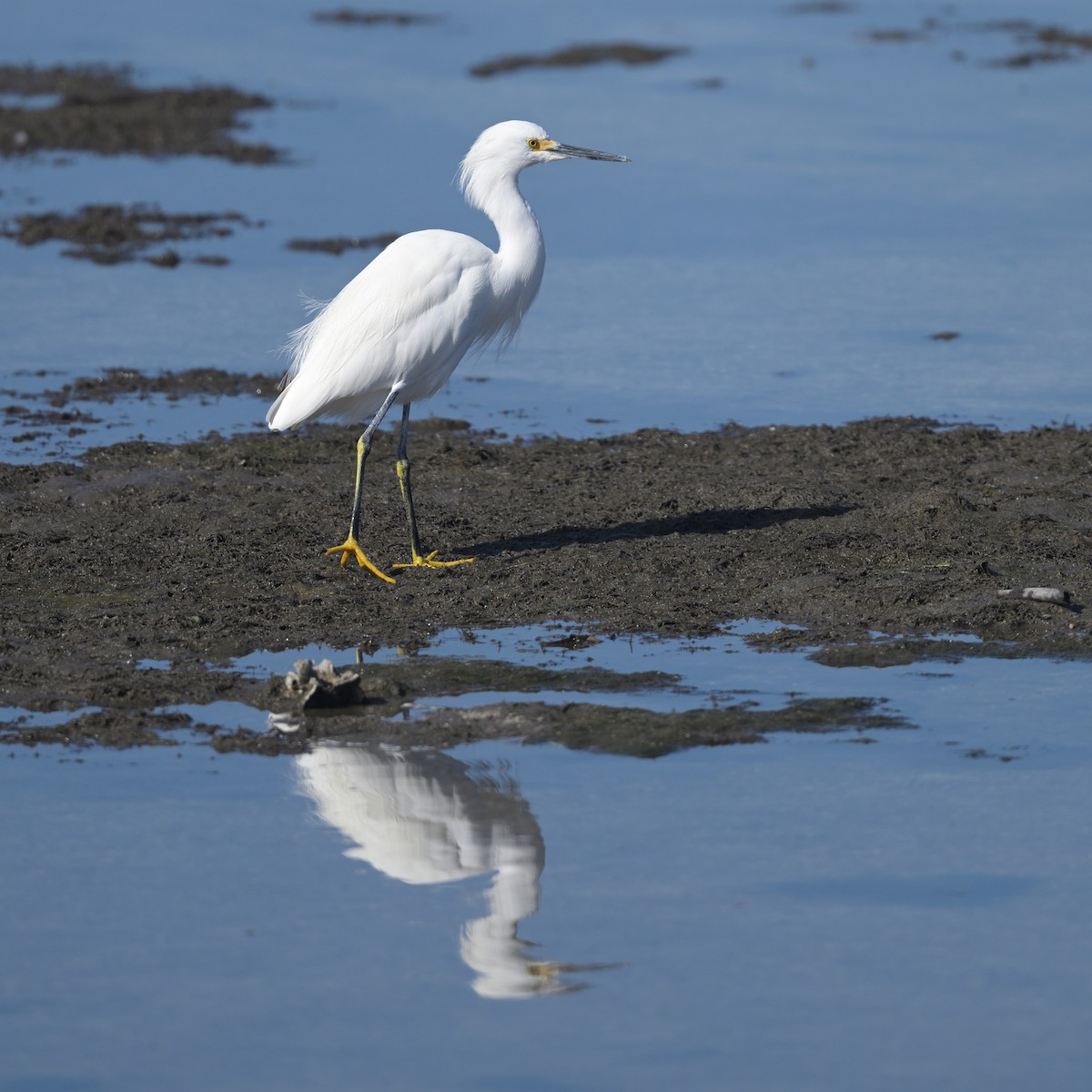 Snowy Egret - ML628101602