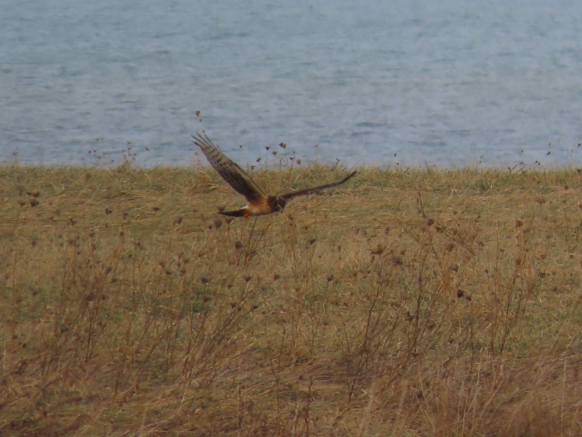 Northern Harrier - ML628101674