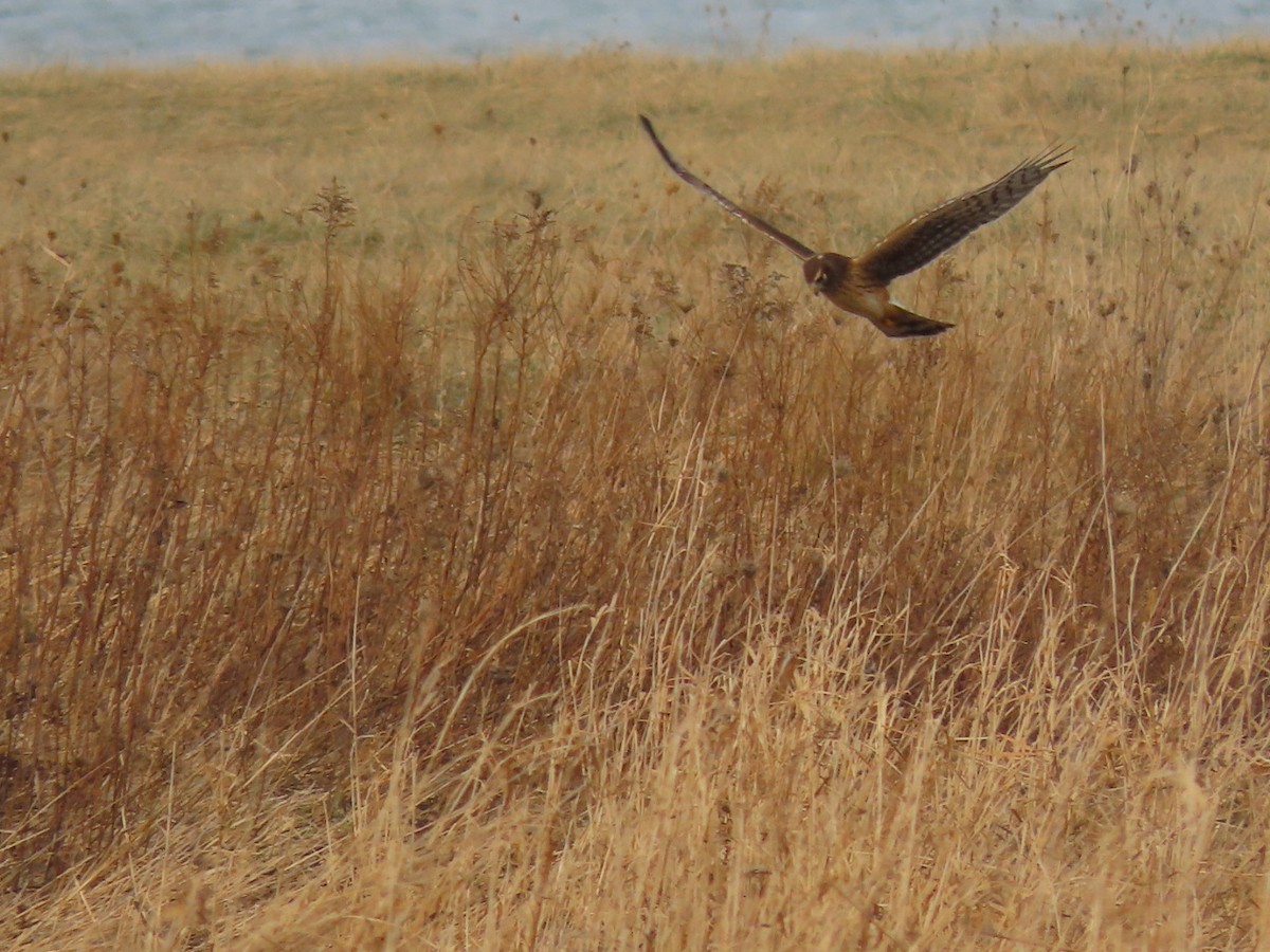 Northern Harrier - ML628101675