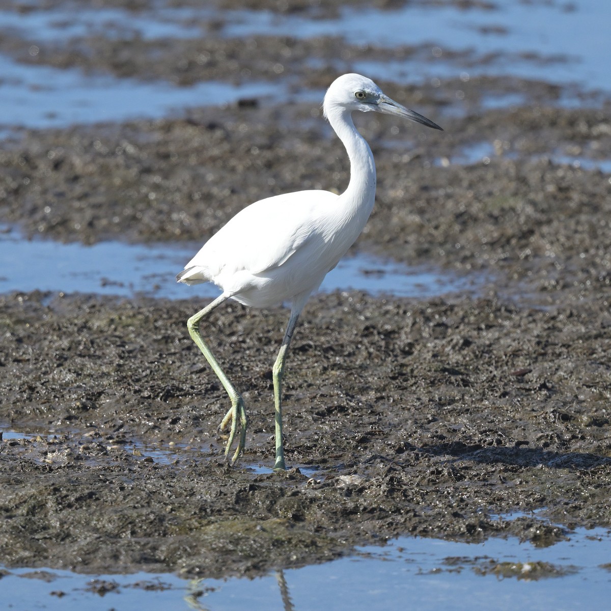 Little Blue Heron - ML628101699