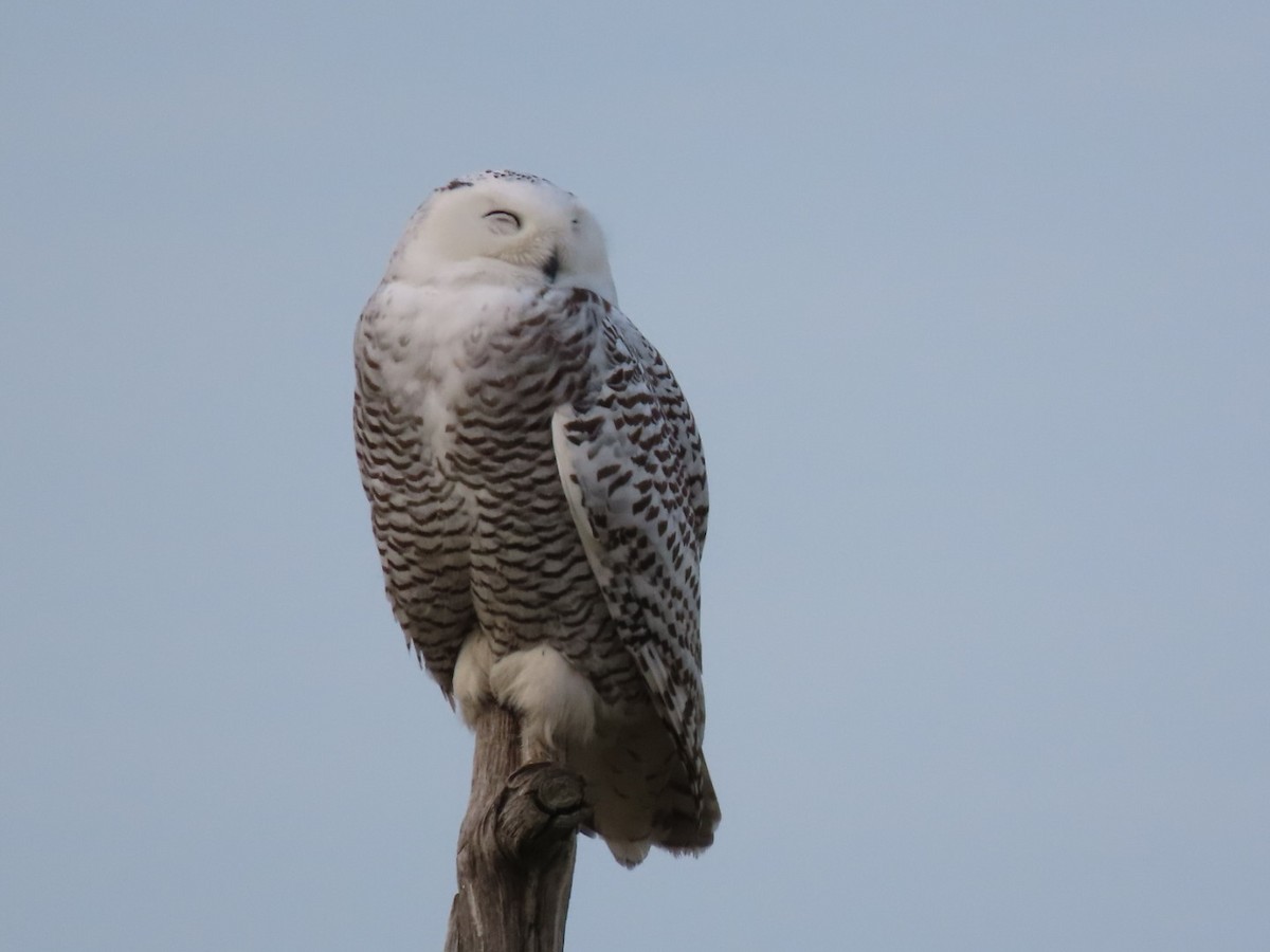 Snowy Owl - ML628101740