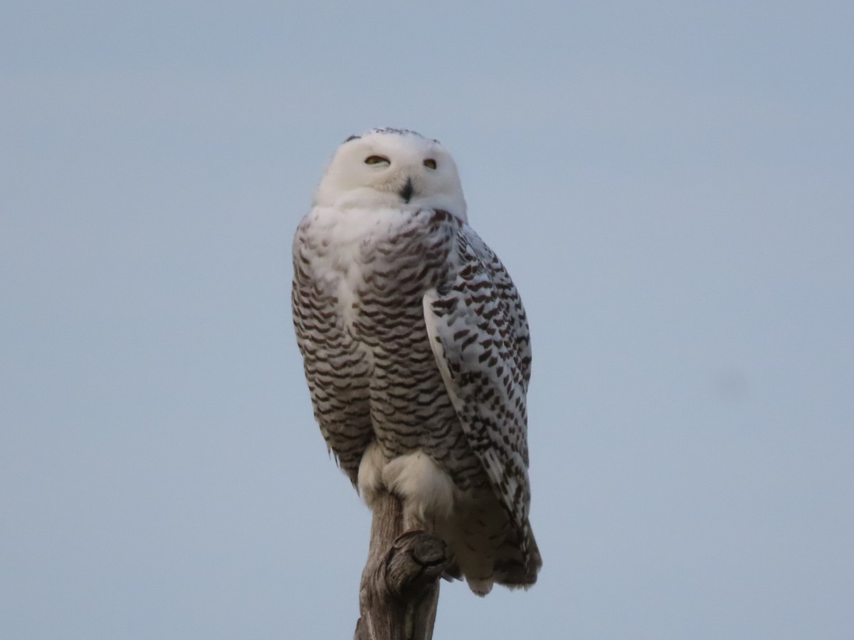 Snowy Owl - ML628101741