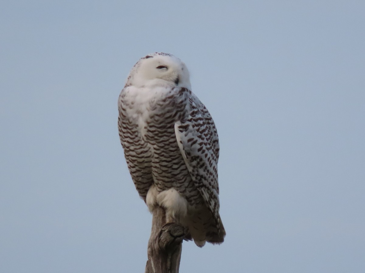 Snowy Owl - ML628101742