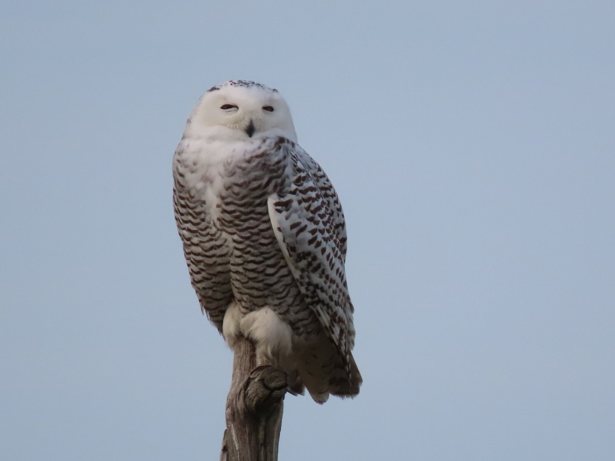 Snowy Owl - ML628101743