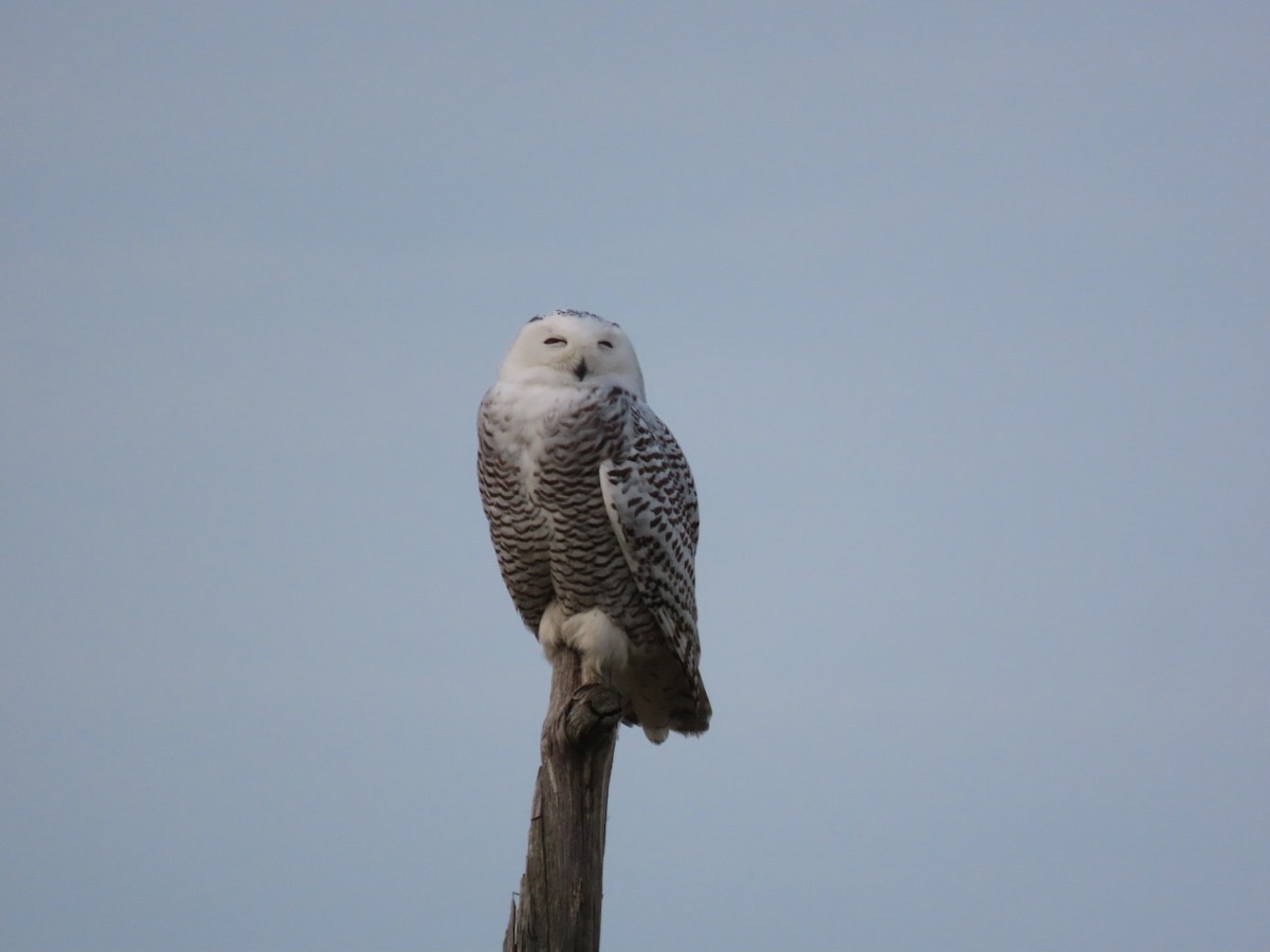 Snowy Owl - ML628101744