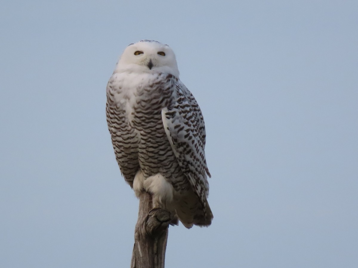 Snowy Owl - ML628101745