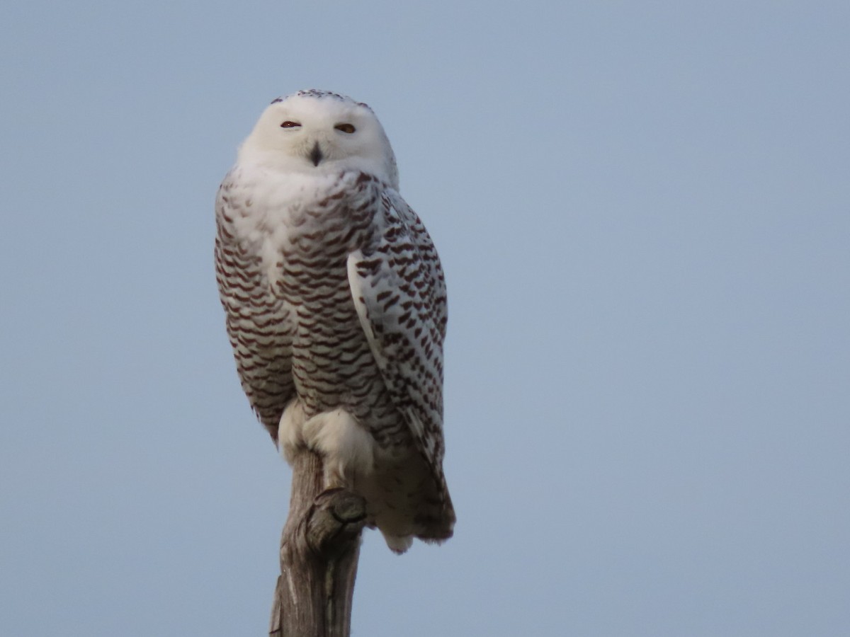 Snowy Owl - ML628101746