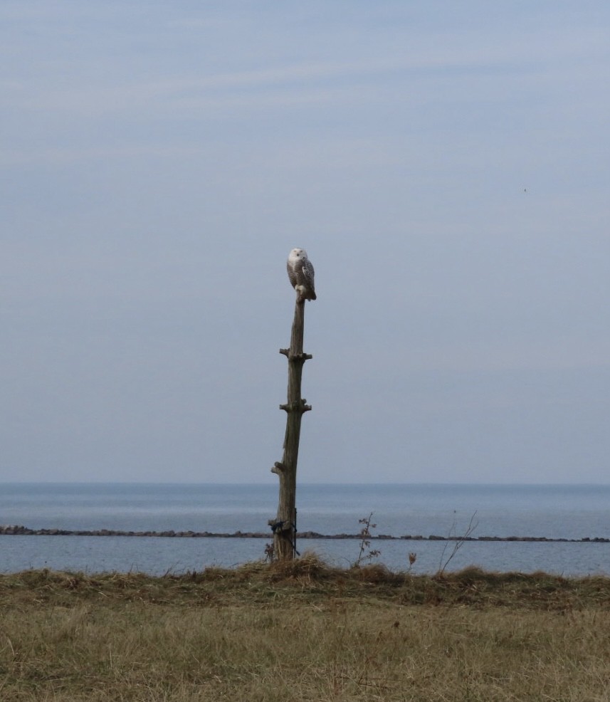 Snowy Owl - ML628101747