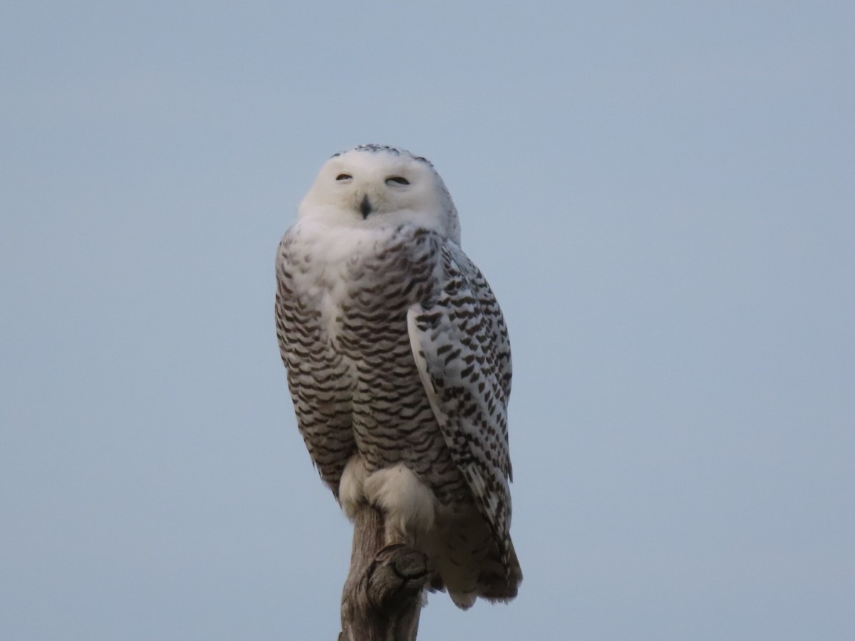 Snowy Owl - ML628101748