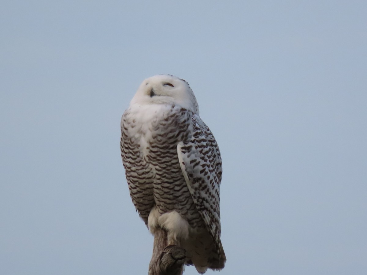 Snowy Owl - ML628101749