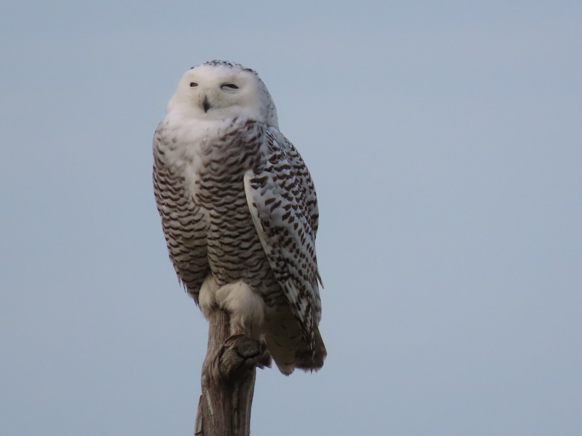 Snowy Owl - ML628101750