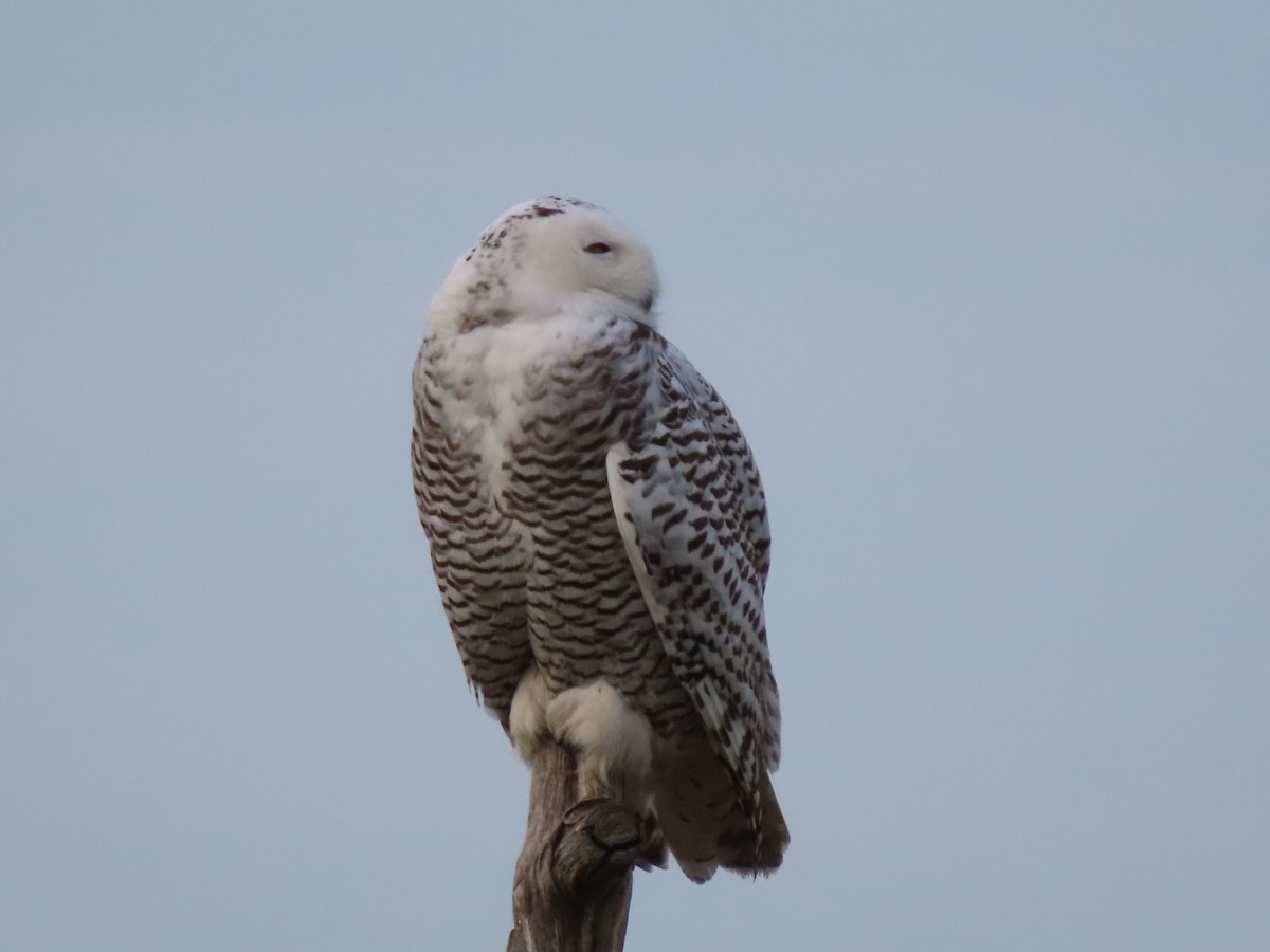 Snowy Owl - ML628101751