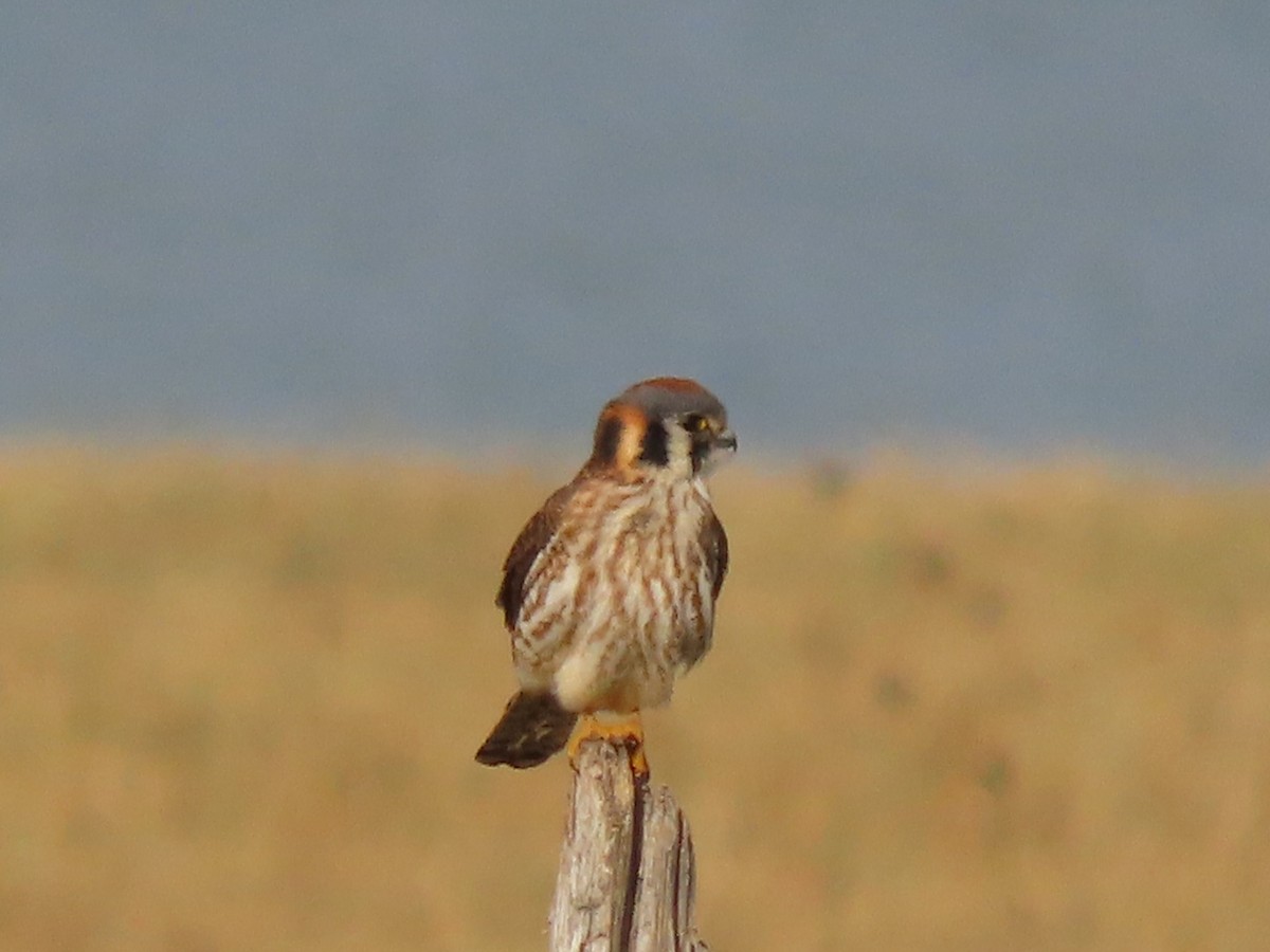 American Kestrel - ML628101770