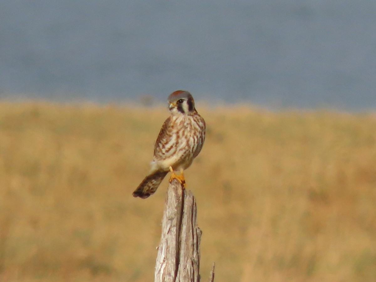 American Kestrel - ML628101771