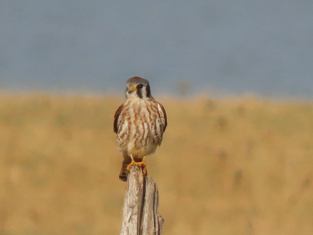 American Kestrel - ML628101772