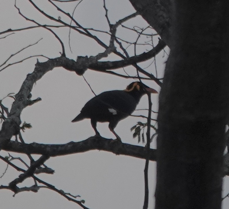 Tenggara Hill Myna - ML628101817