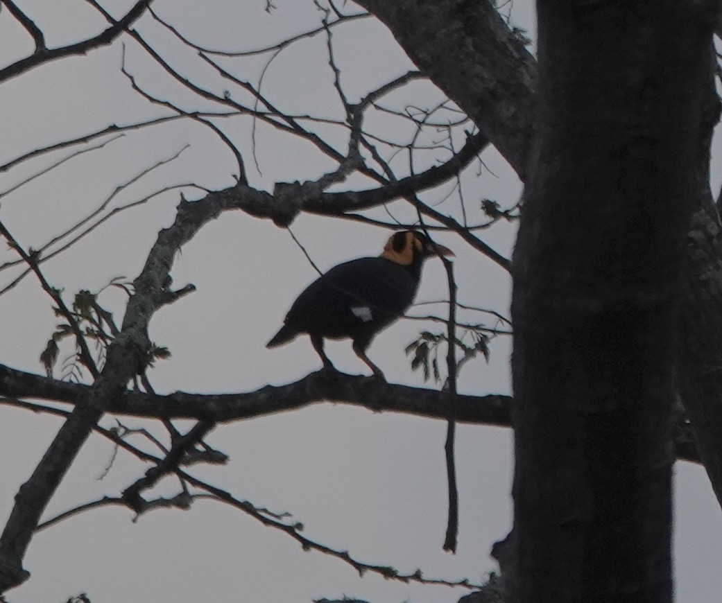Tenggara Hill Myna - ML628101818