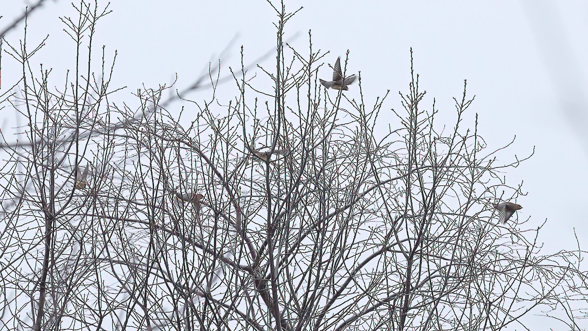 Cedar Waxwing - ML628101860