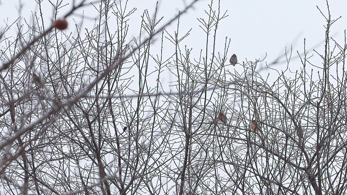 Cedar Waxwing - ML628101861