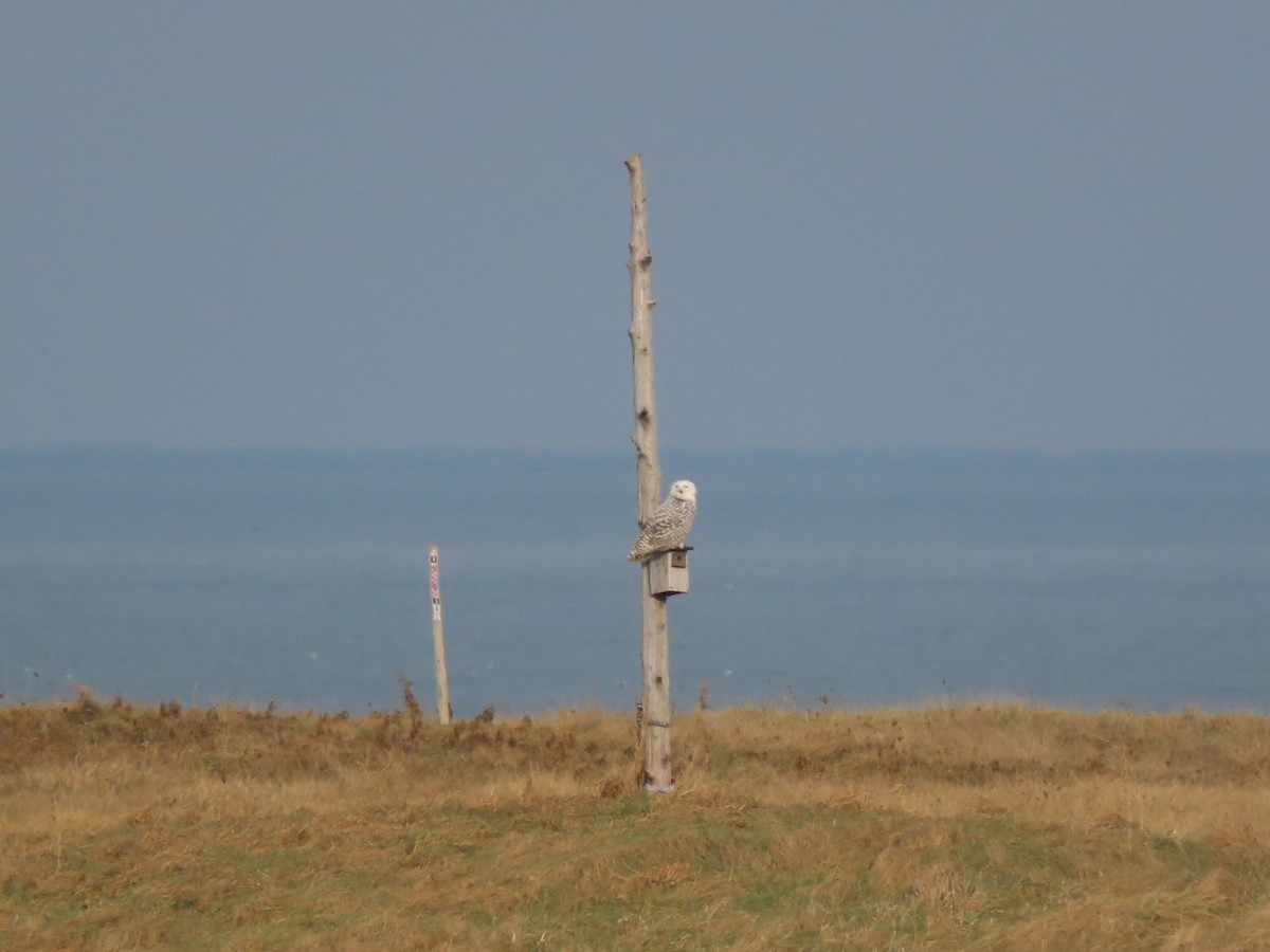 Snowy Owl - ML628101878