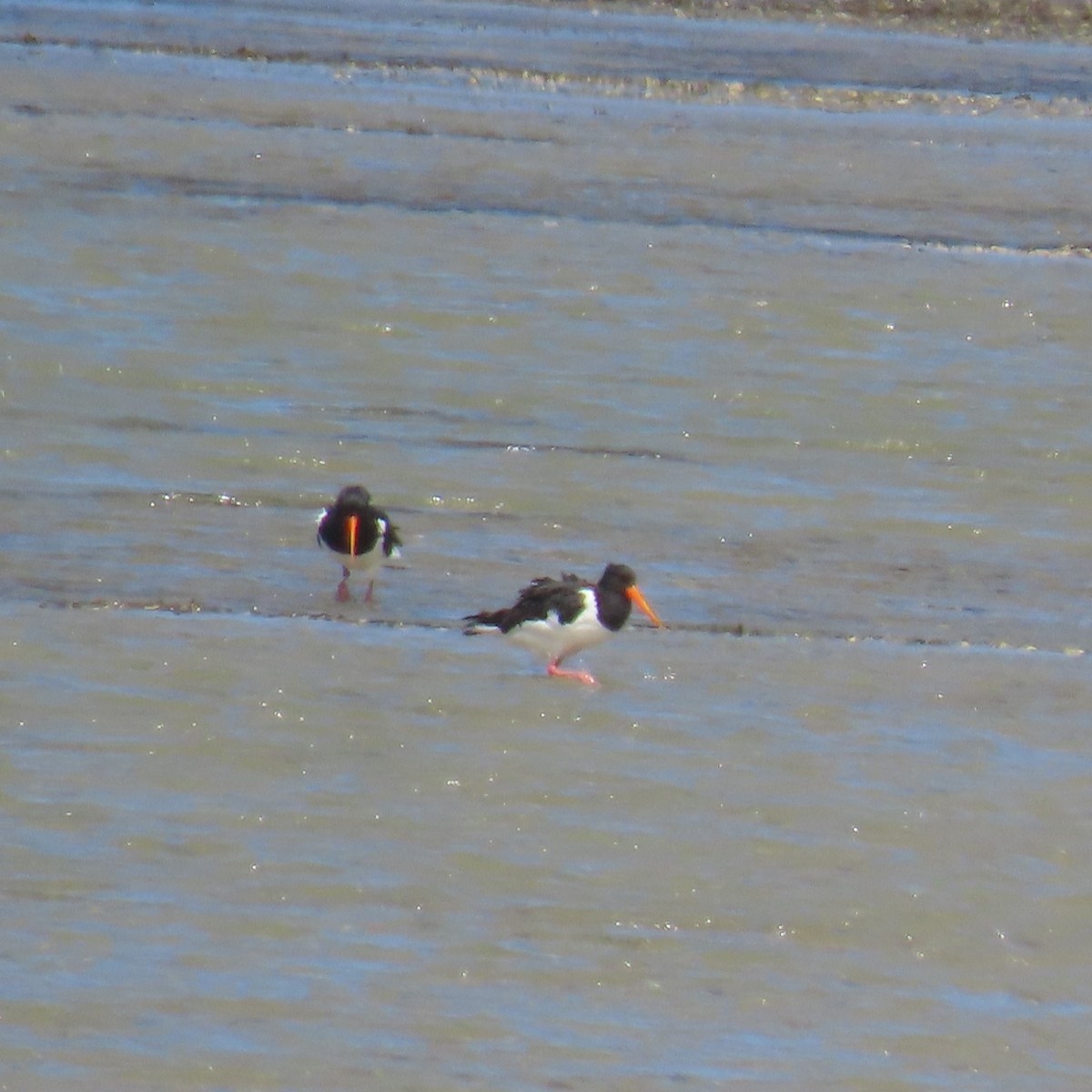 South Island Oystercatcher - ML628101899