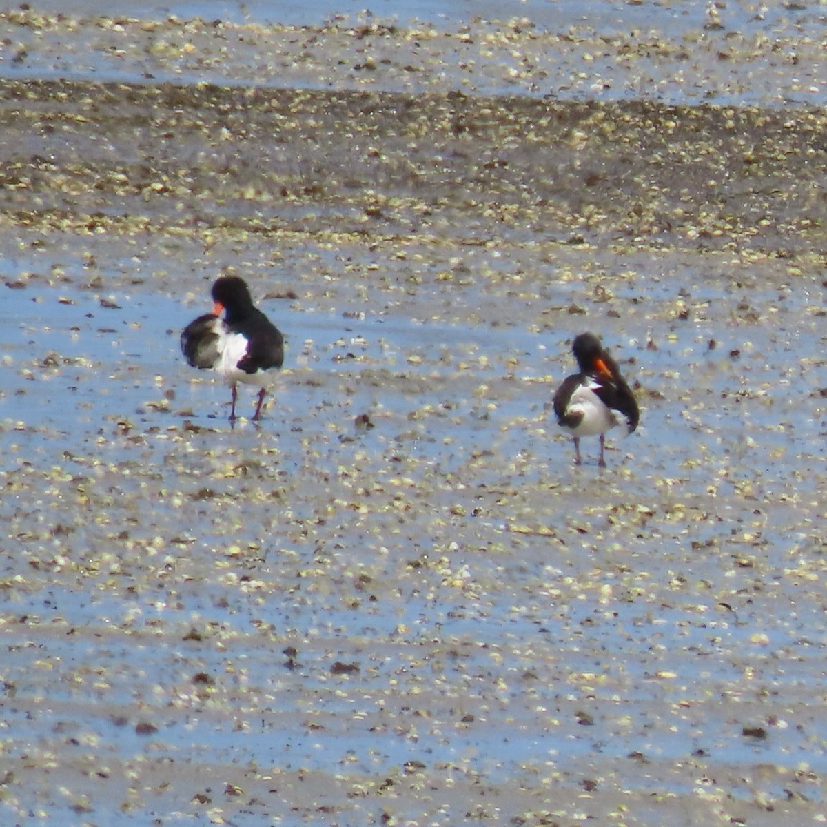 South Island Oystercatcher - ML628101900