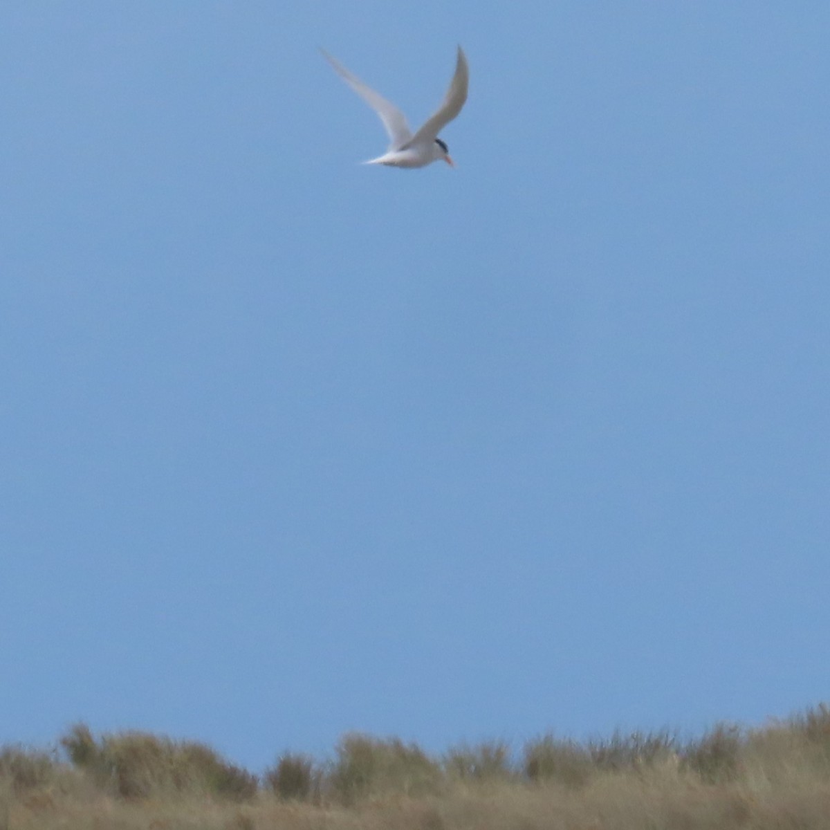 Australian Fairy Tern - ML628101910