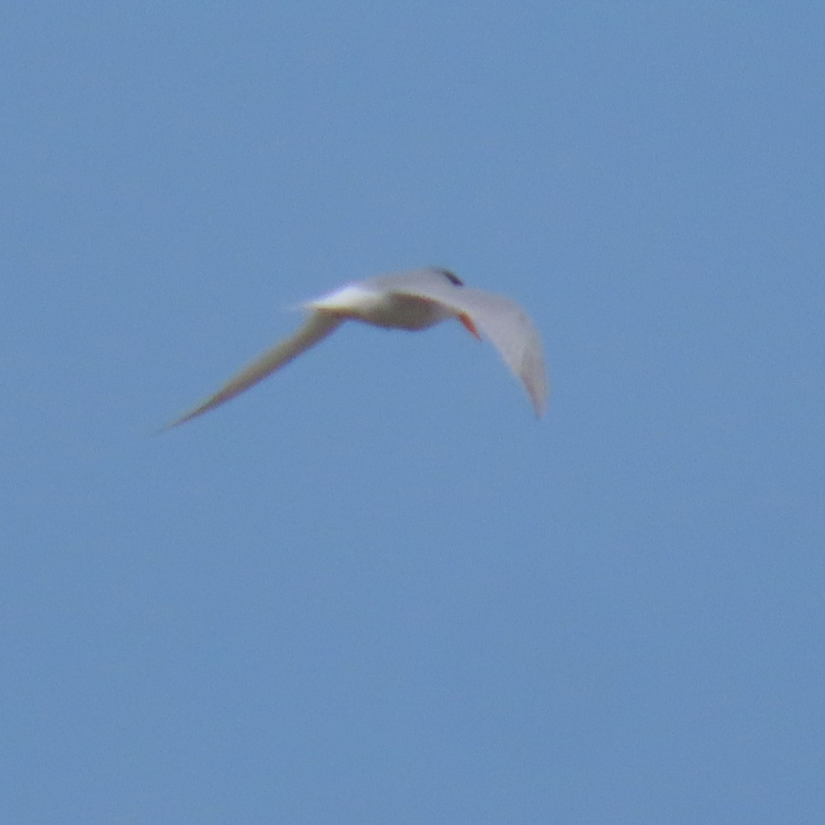 Australian Fairy Tern - ML628101911