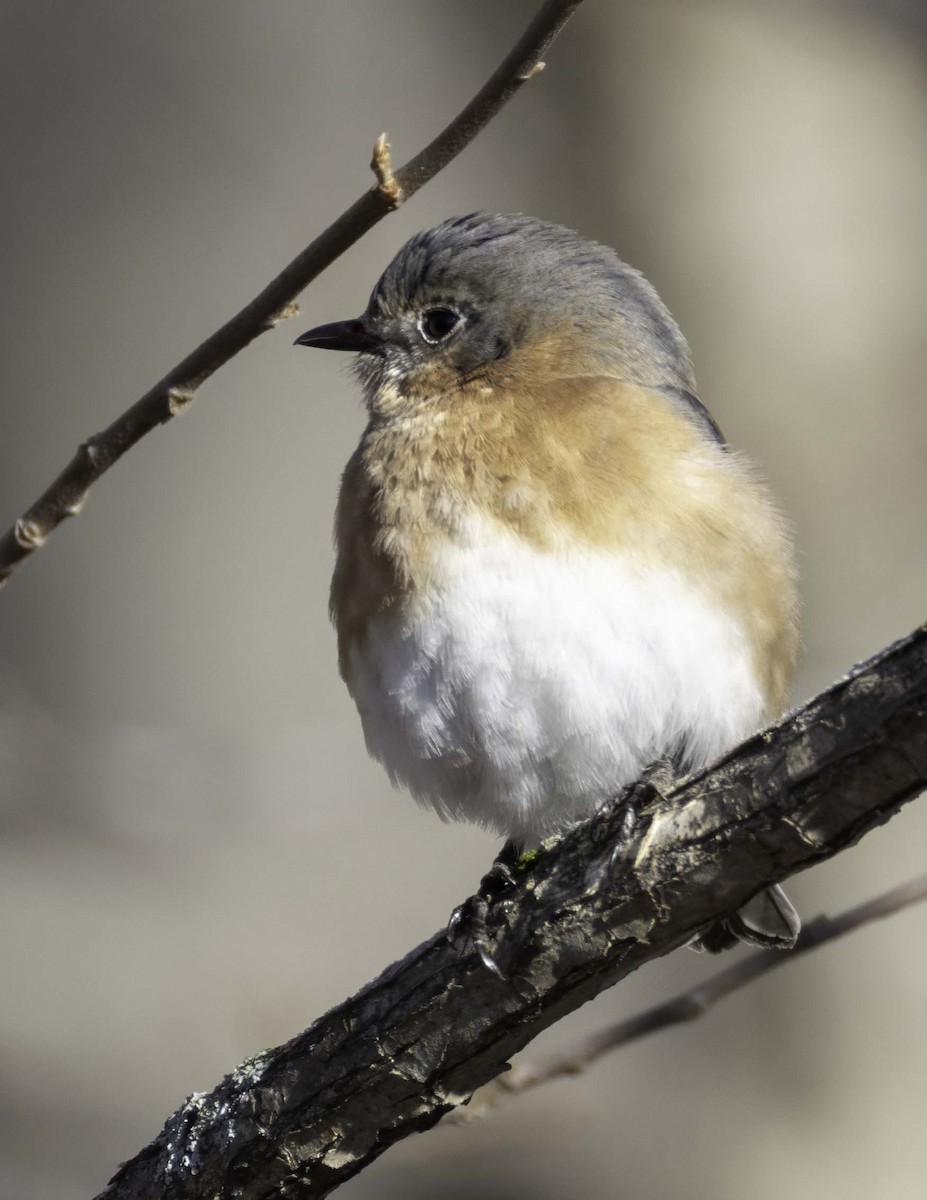 Eastern Bluebird - ML628101915