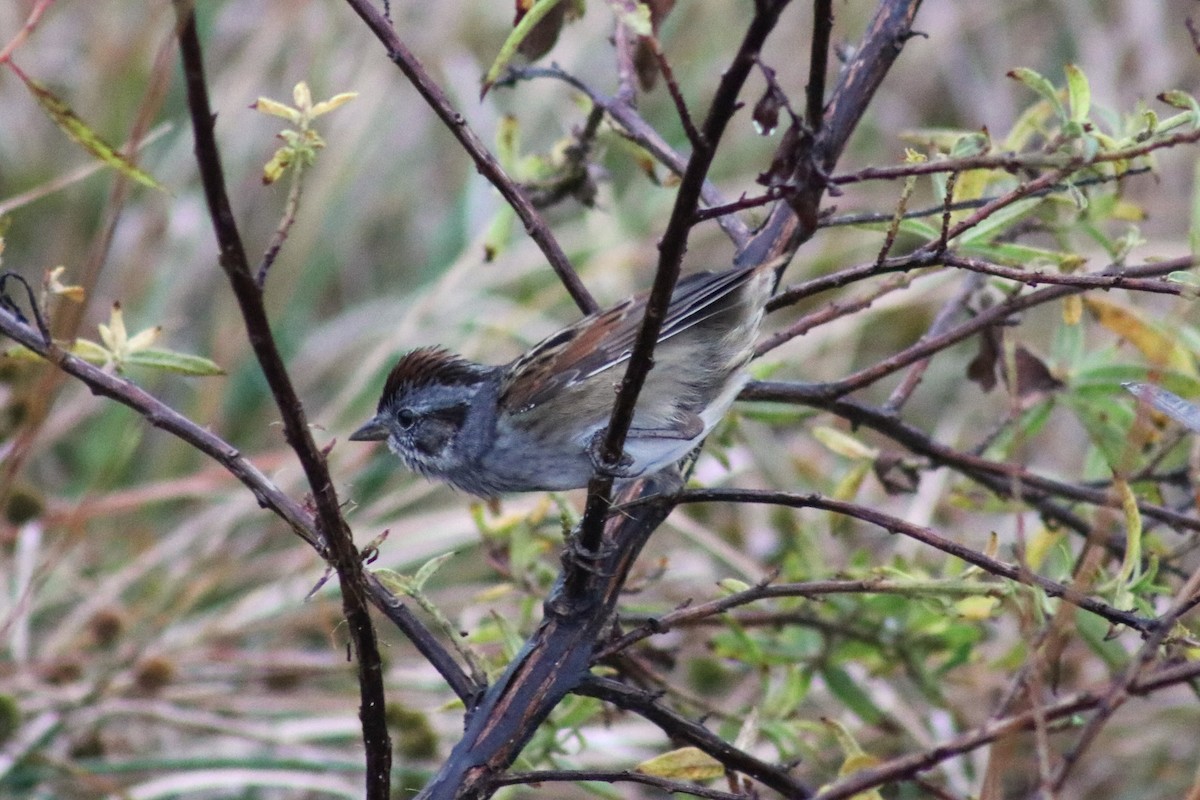 Swamp Sparrow - ML628101922