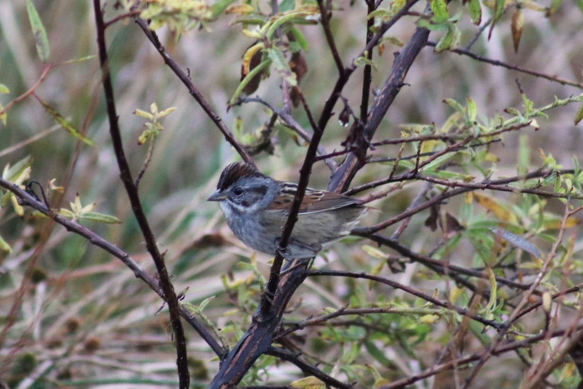 Swamp Sparrow - ML628101923